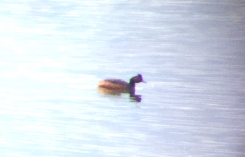 Eared Grebe - ML239687801