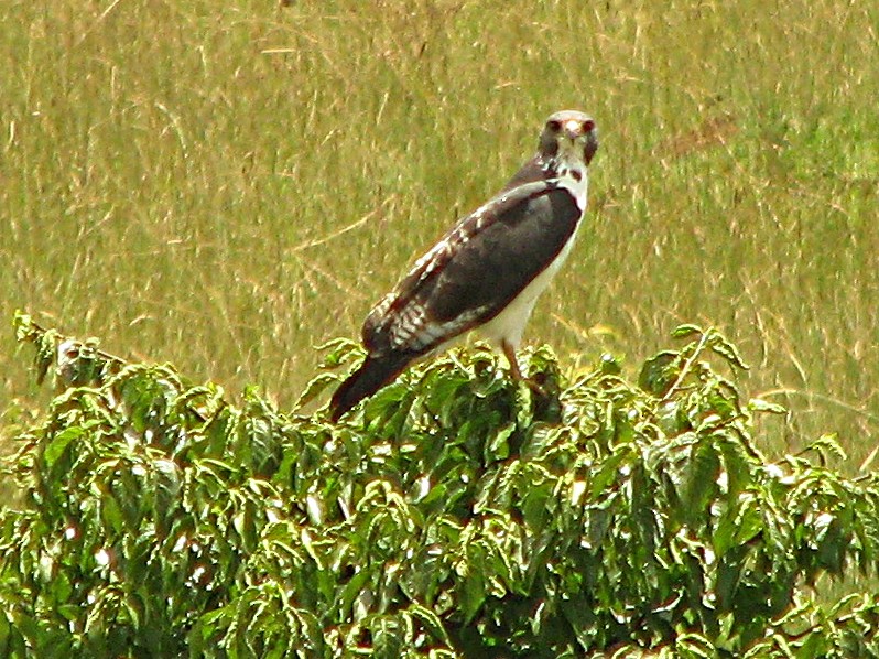 Augur Buzzard (Augur) - ML239690061