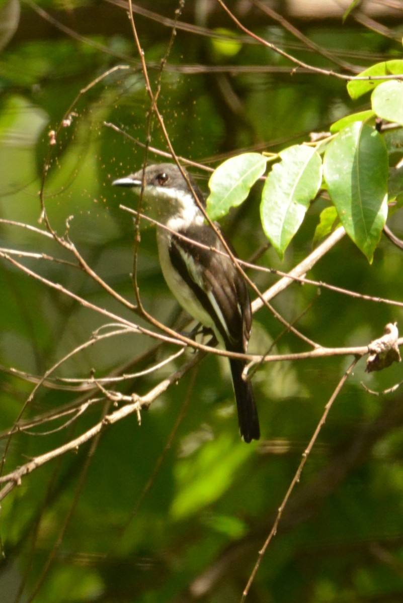 Bar-winged Flycatcher-shrike - ML23969021