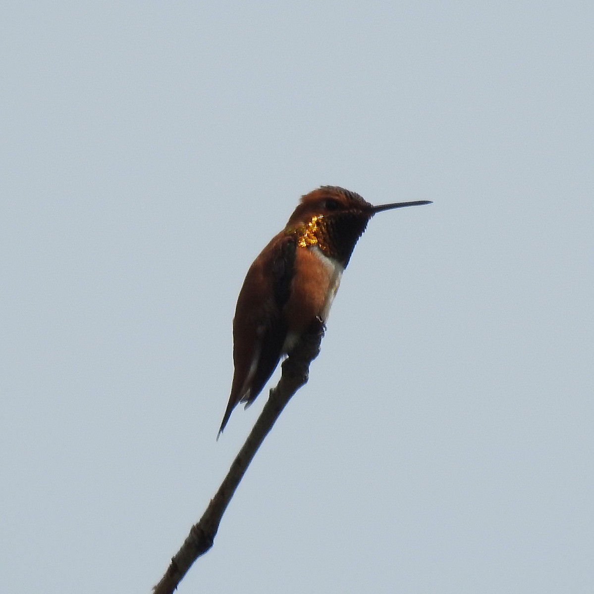 Rufous Hummingbird - ML239690251