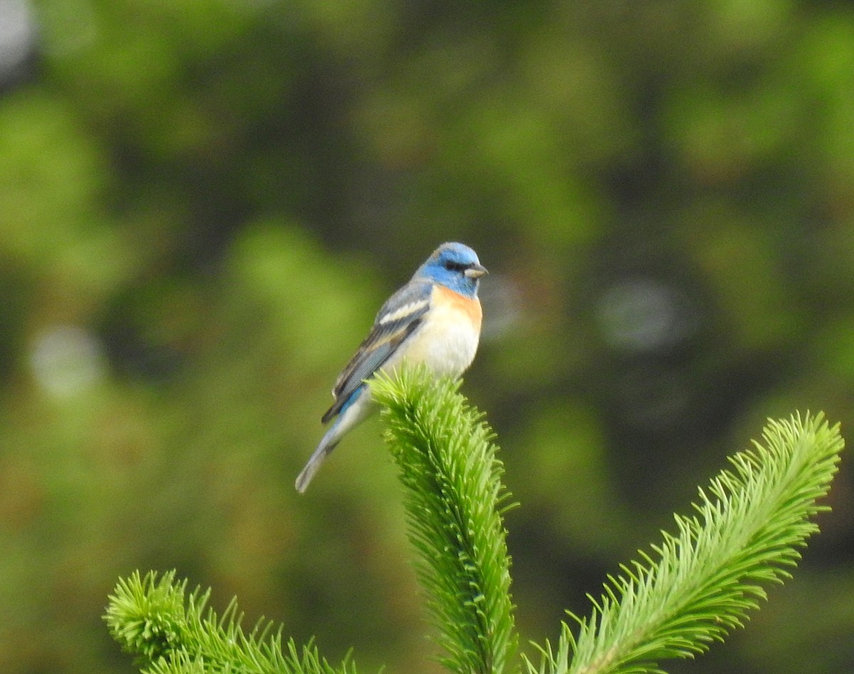 Lazuli Bunting - ML239690271