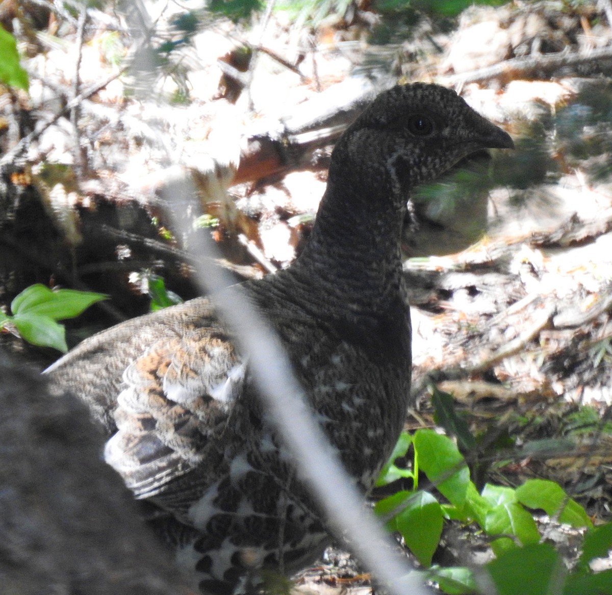 Sooty Grouse - ML239690331