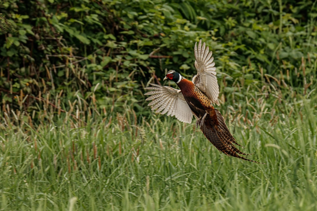 Ring-necked Pheasant - Frank Lin