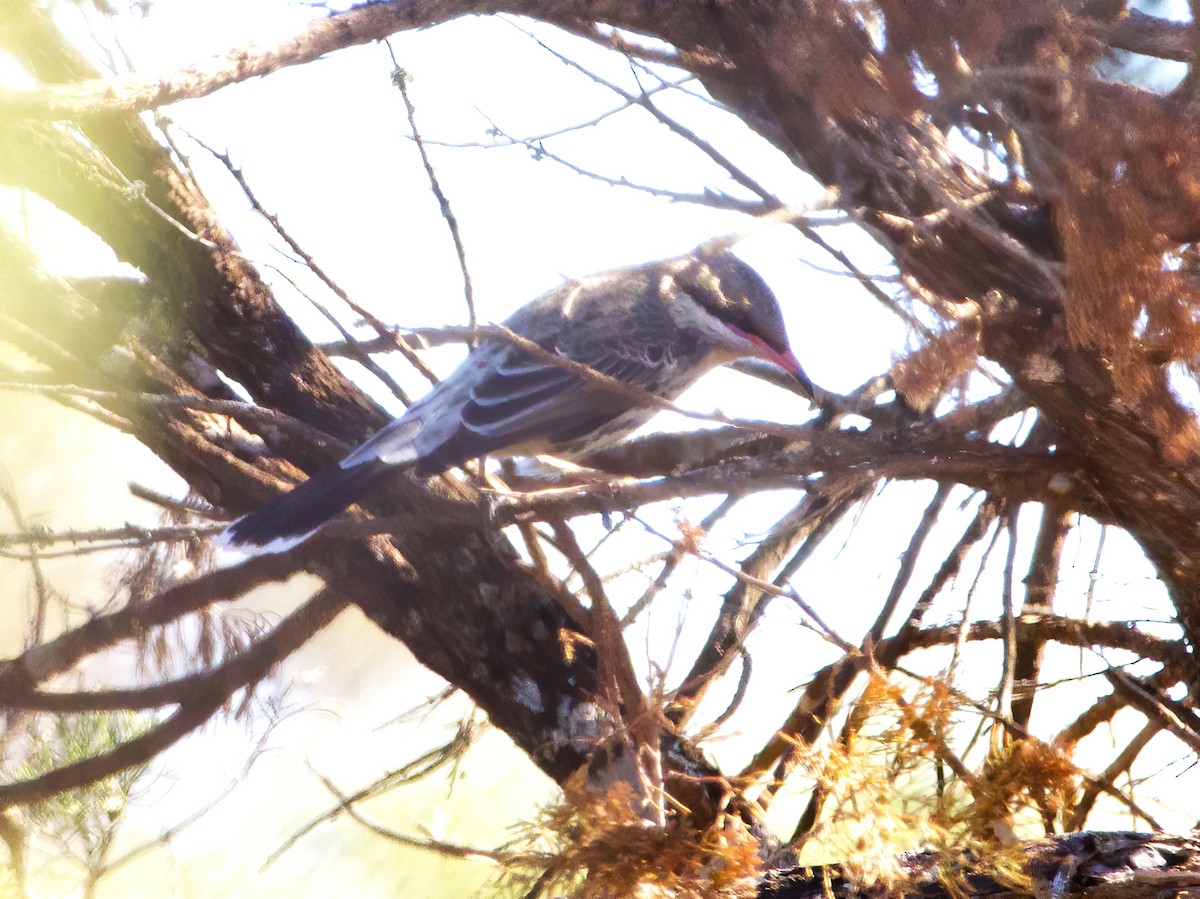 Spiny-cheeked Honeyeater - ML239693441