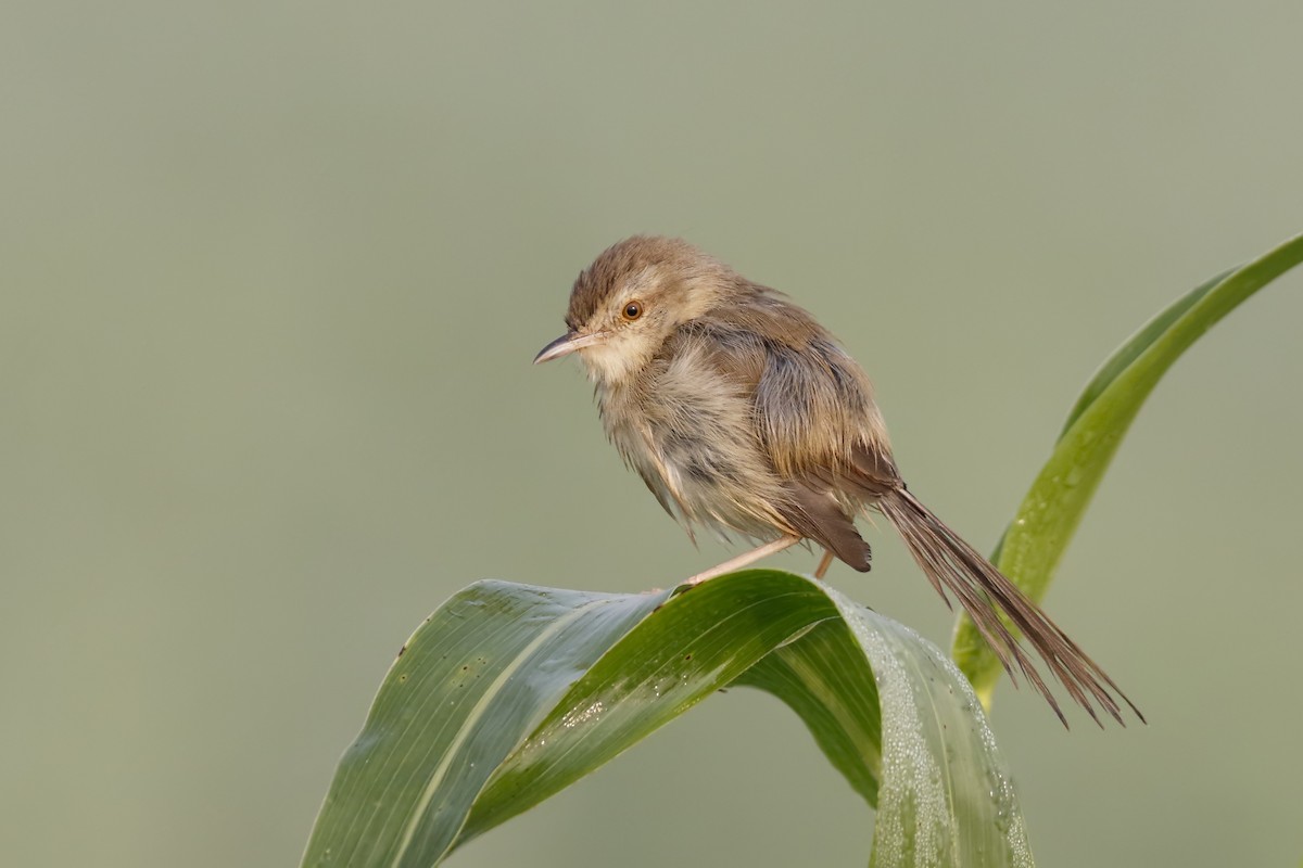 Plain Prinia - ML239693741