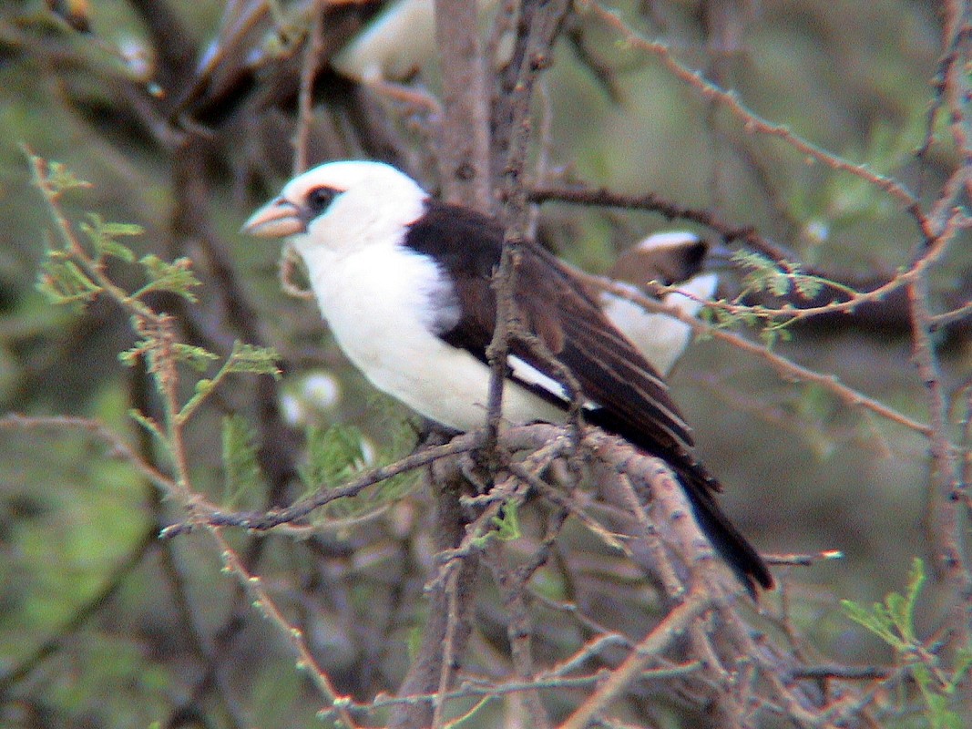 White-headed Buffalo-Weaver - Eero Rasi