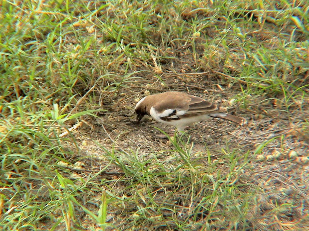 White-browed Sparrow-Weaver - Eero Rasi