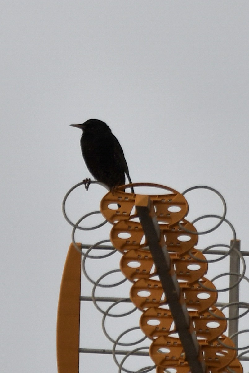 European Starling - ML239698721