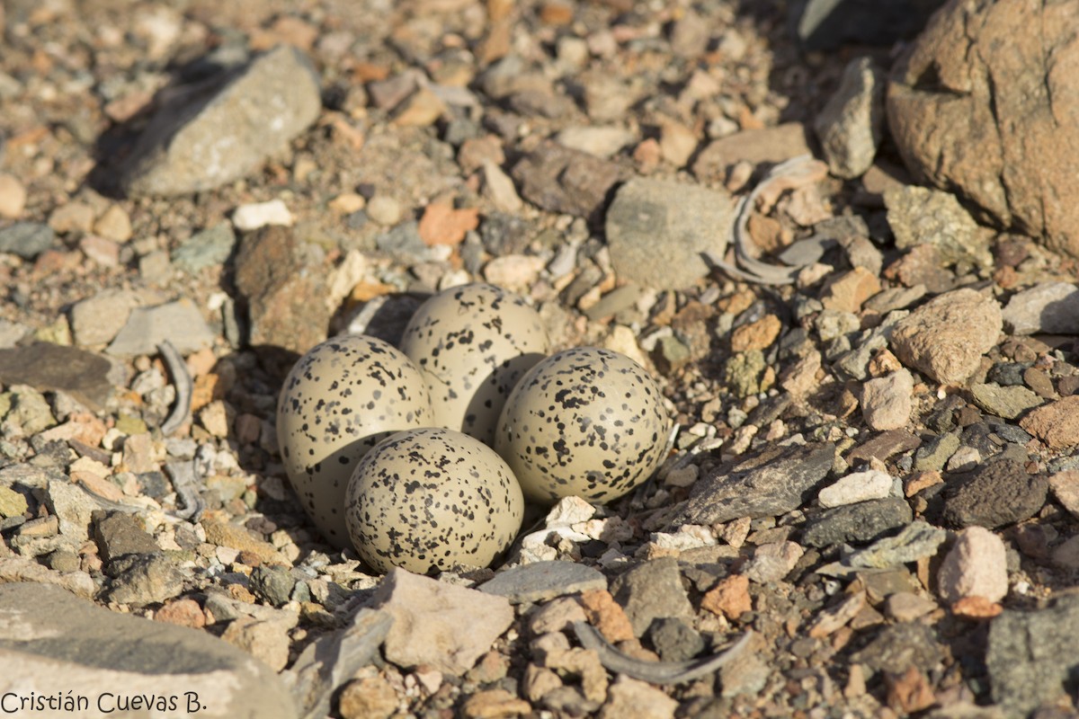 Tawny-throated Dotterel - Cristian Cuevas Barazarte