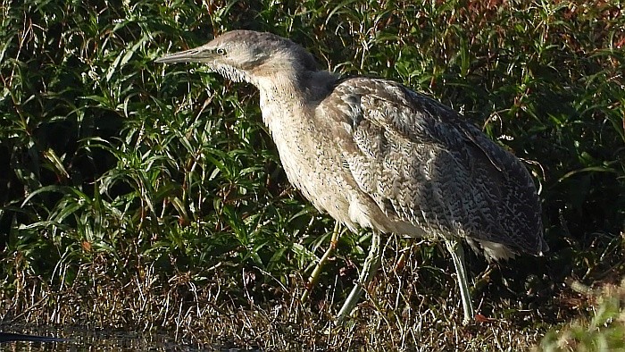 Australasian Bittern - ML239700061