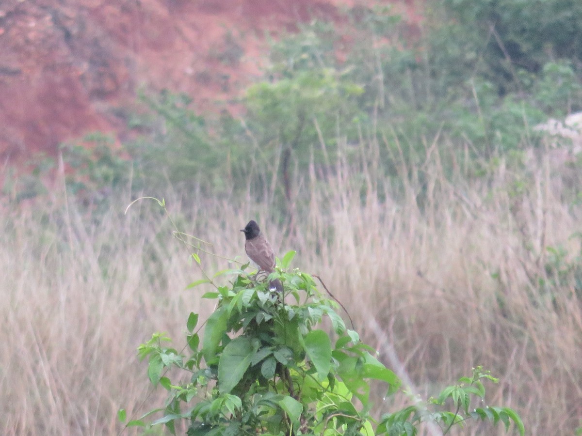Red-vented Bulbul - ML239700721