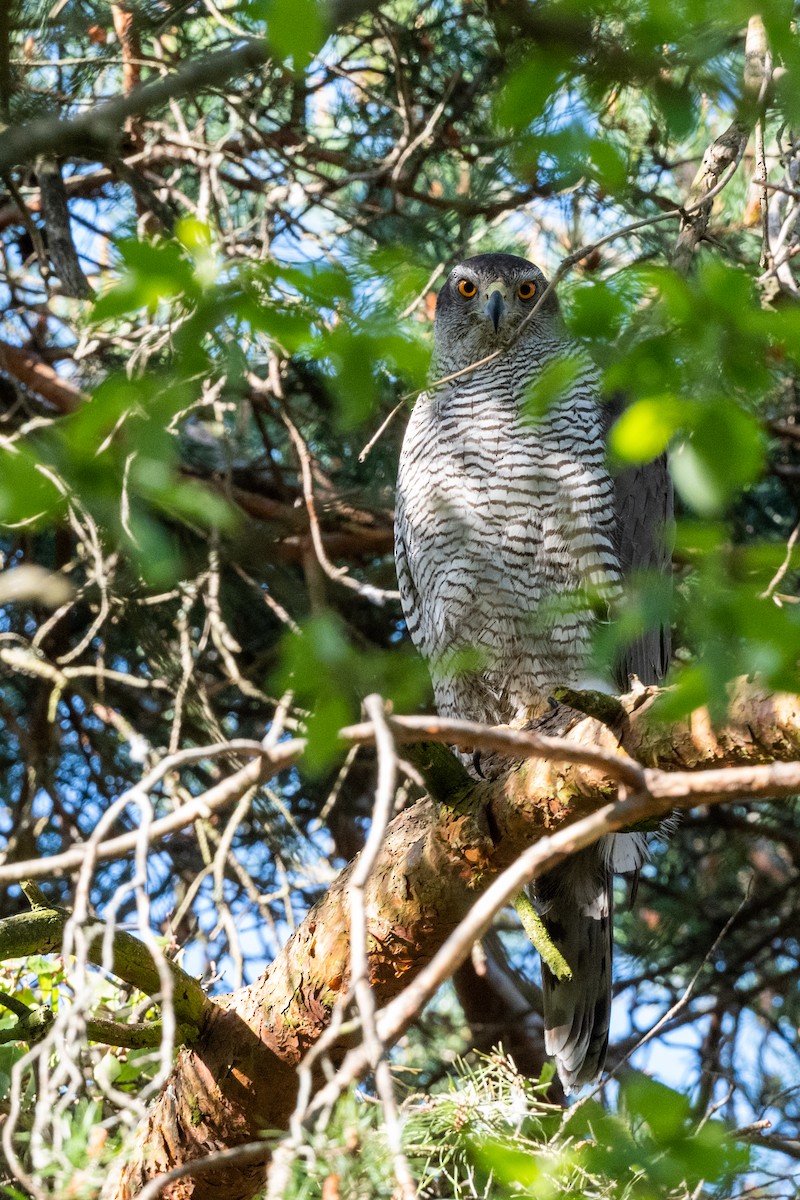 Eurasian Goshawk - Hans Norelius