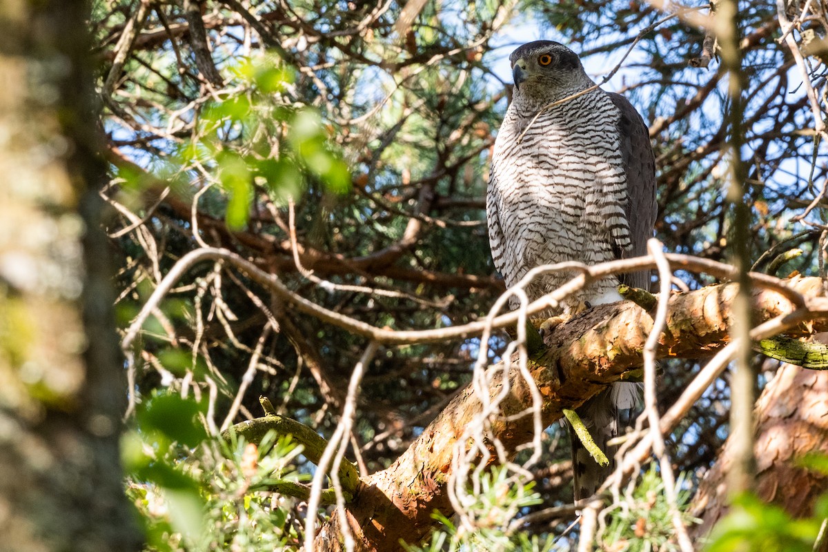 Eurasian Goshawk - ML239702681