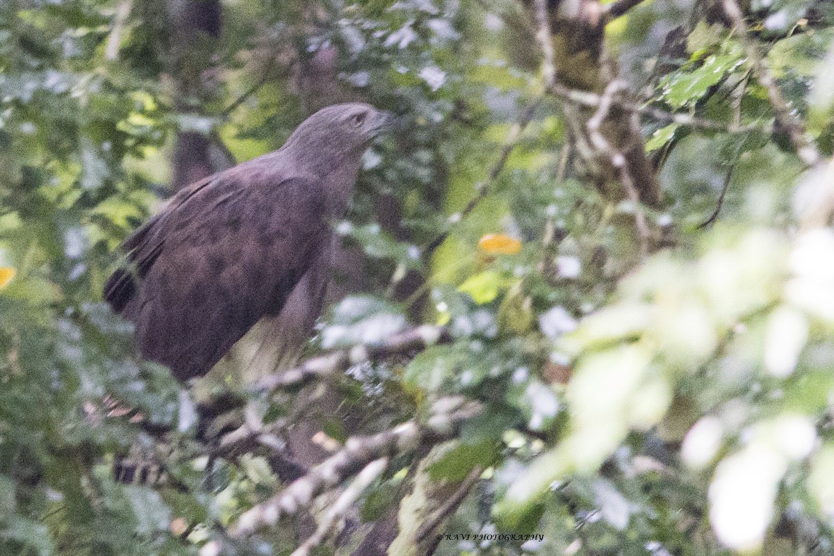 Lesser/Gray-headed Fish-Eagle - Dr. Ravi M