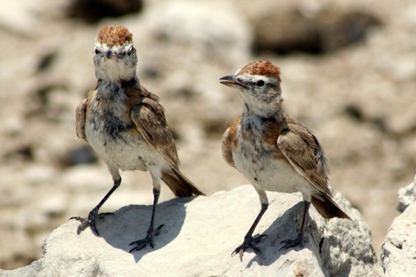 Red-capped Lark - ML239704621