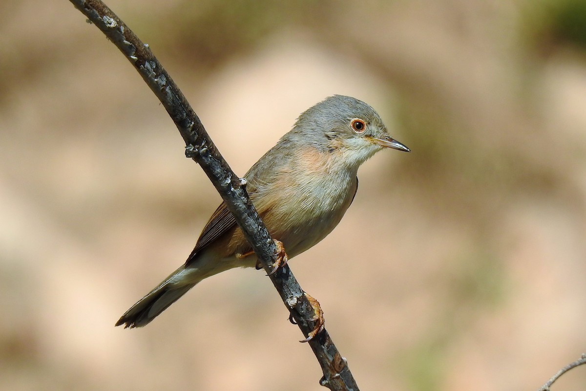 Curruca Carrasqueña Occidental - ML239704851