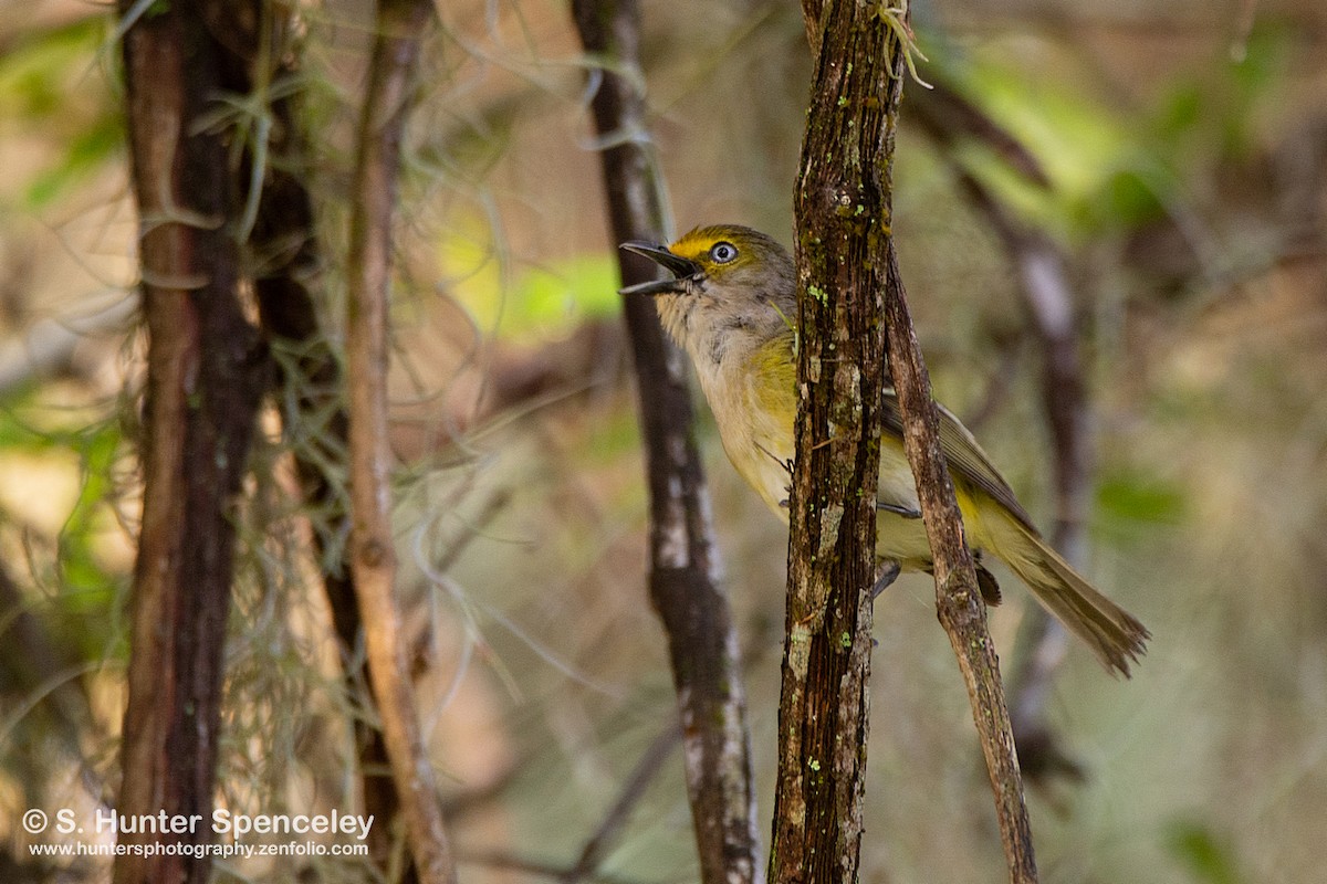 White-eyed Vireo - S. Hunter Spenceley