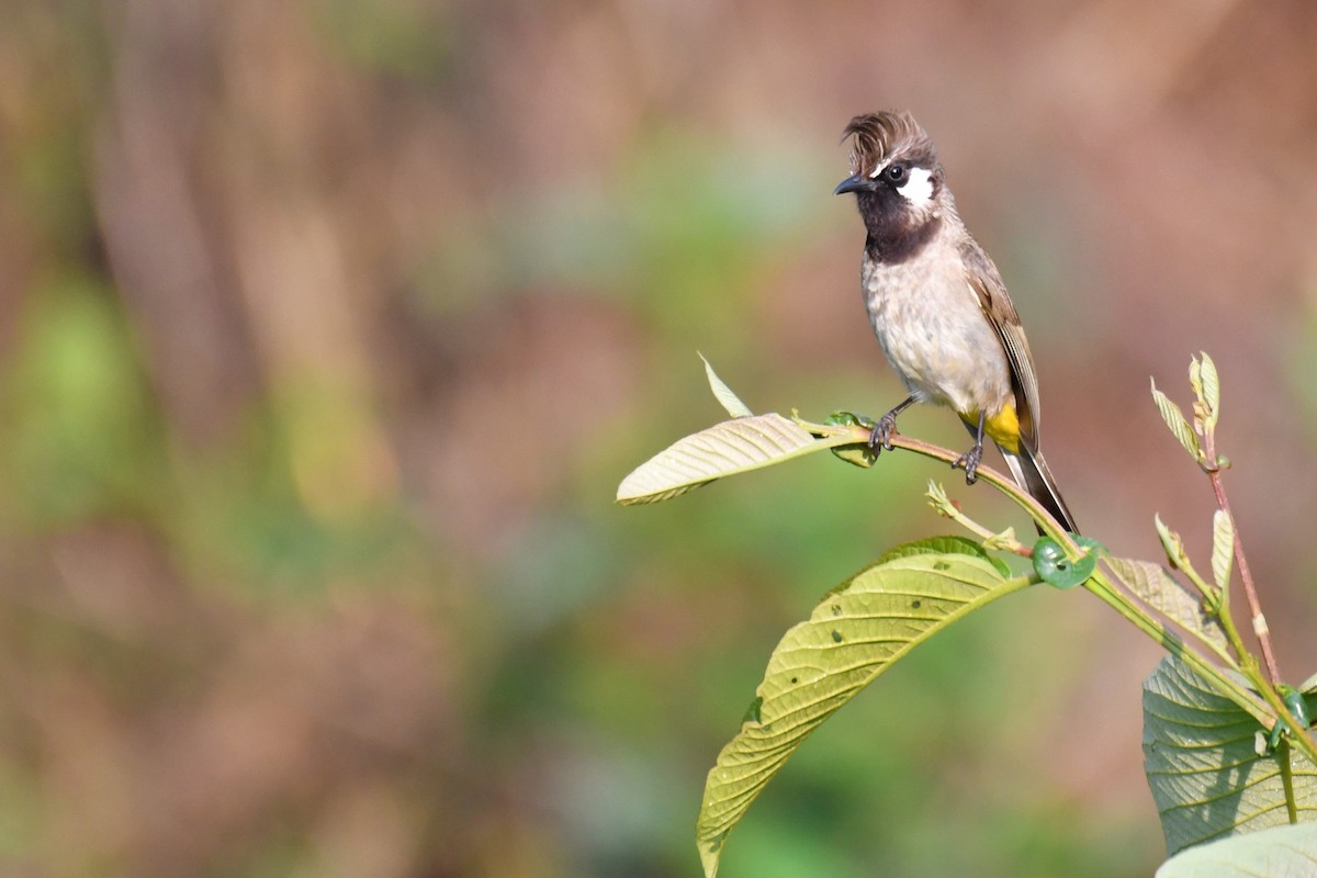 Bulbul à joues blanches - ML239707041