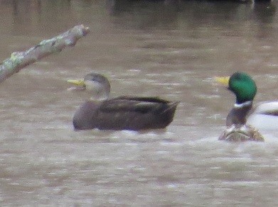 American Black Duck - ML23970771