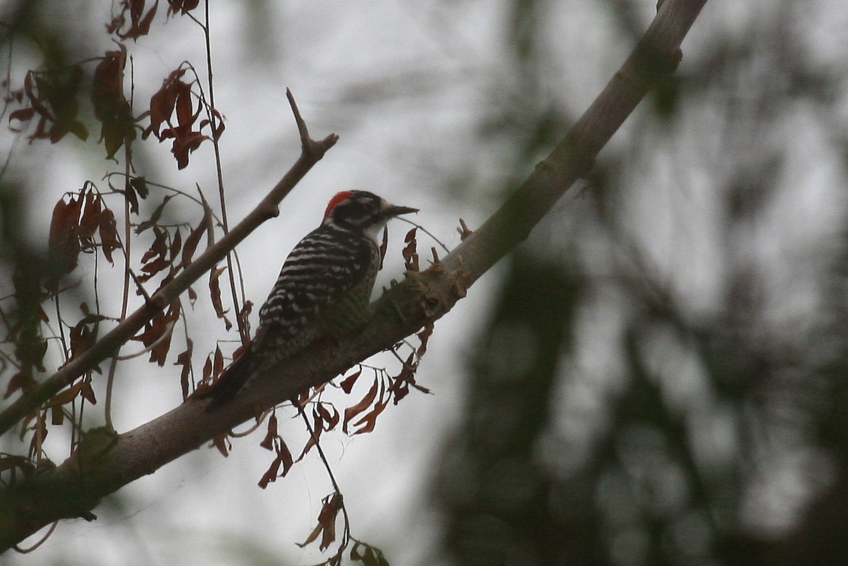 Nuttall's Woodpecker - Tim Lenz