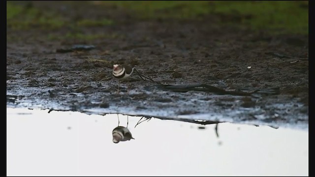 Three-banded Plover - ML239709591