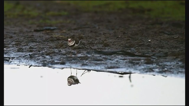 Three-banded Plover - ML239709591