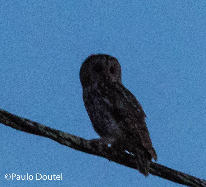 Tawny Owl - ML239709611