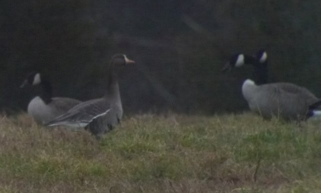 Greater White-fronted Goose (Western) - ML23971021