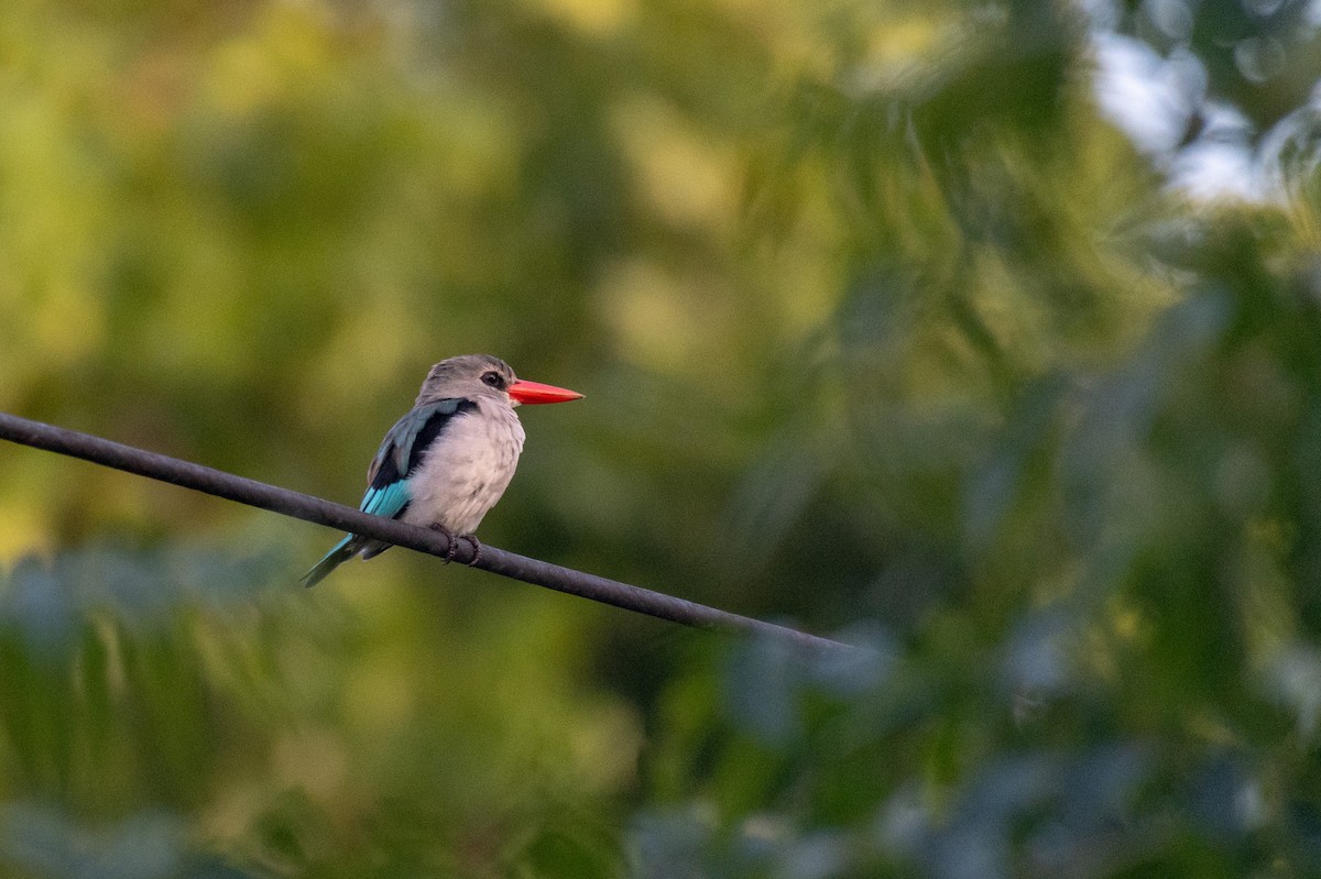 Mangrove Kingfisher - Raphaël Nussbaumer