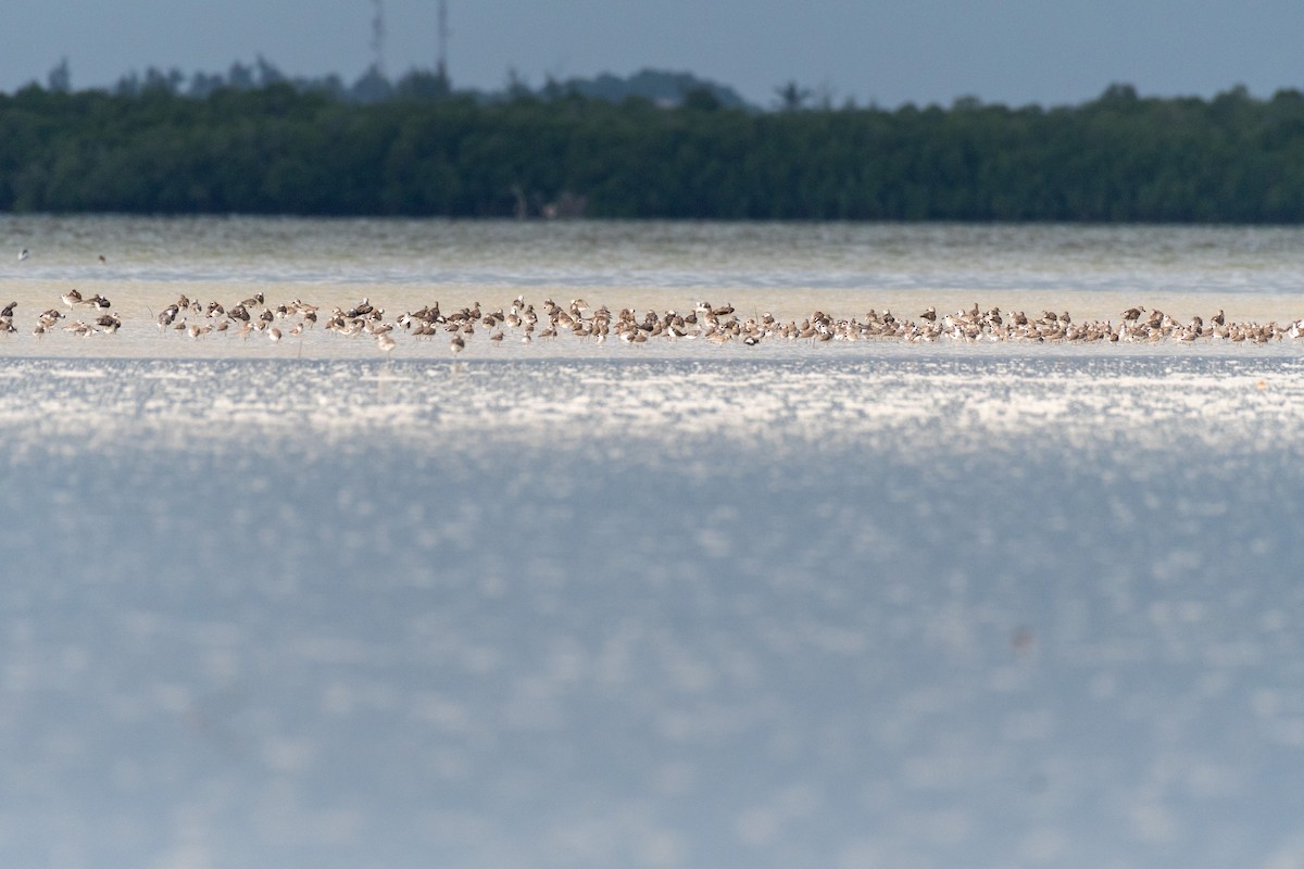 sand-plover sp. - Raphaël Nussbaumer