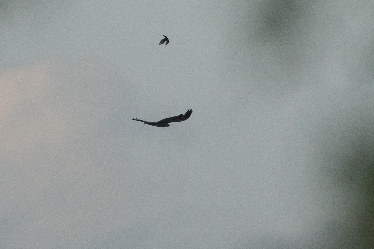 African Harrier-Hawk - Raphaël Nussbaumer