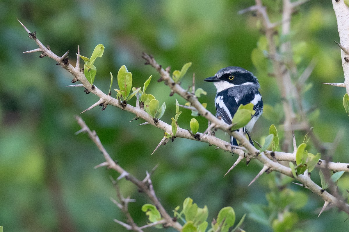 Pale Batis - ML239710801