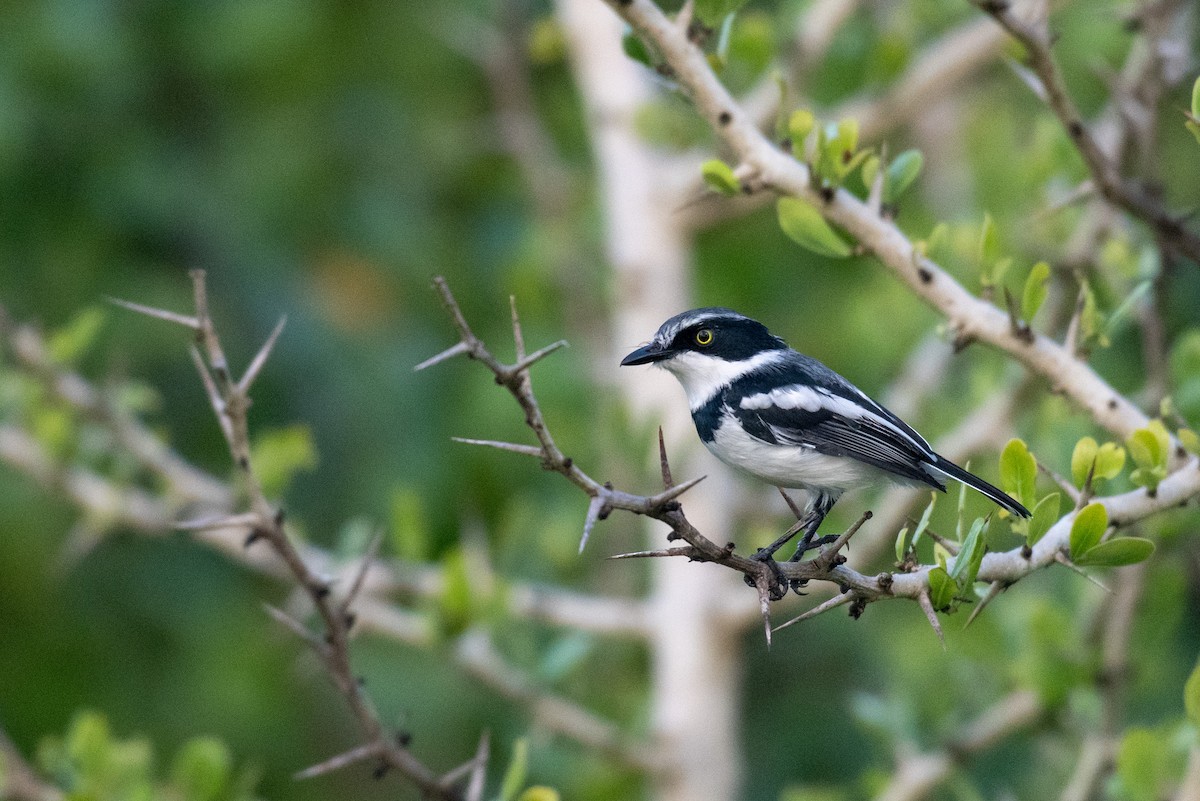 Pale Batis - ML239710811