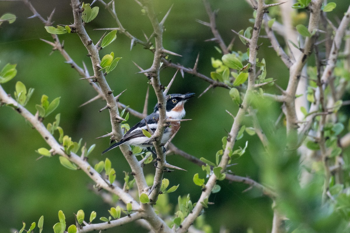 Pale Batis - Raphaël Nussbaumer