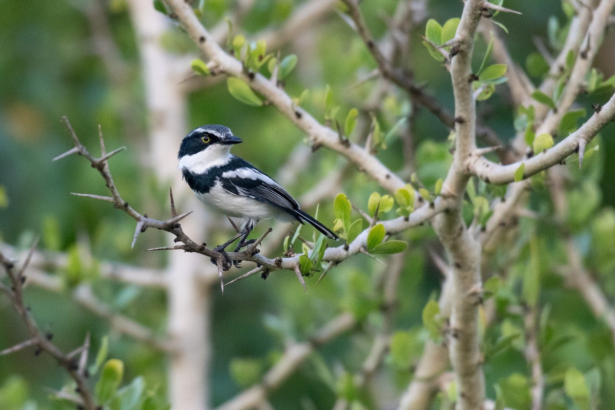 Pale Batis - ML239710841