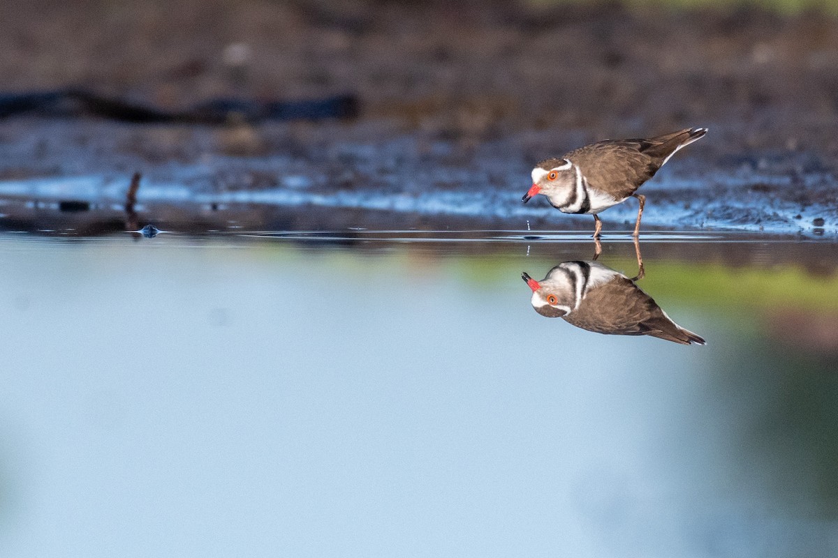 Three-banded Plover - ML239710871