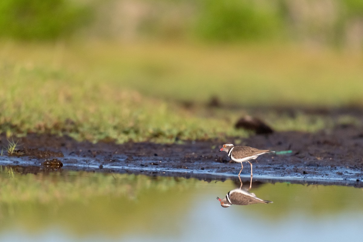 Three-banded Plover - ML239710881