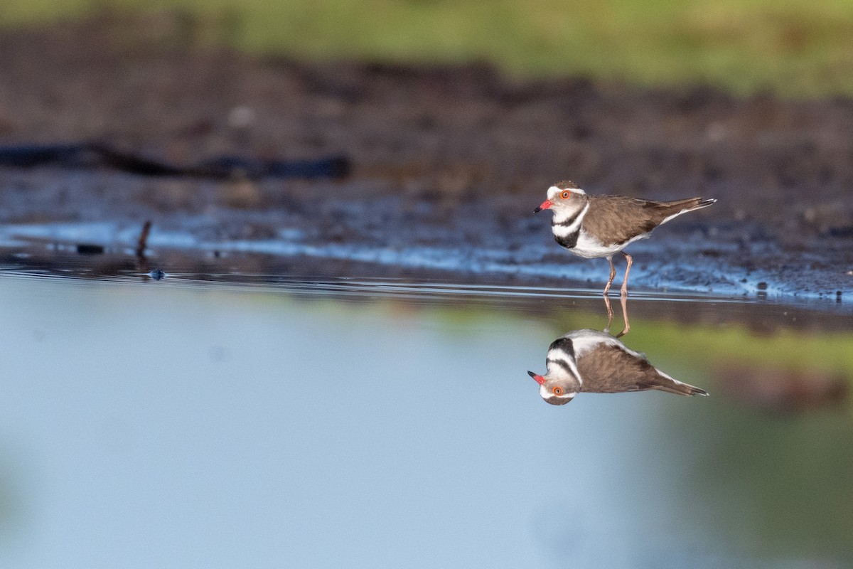 Three-banded Plover - ML239710961