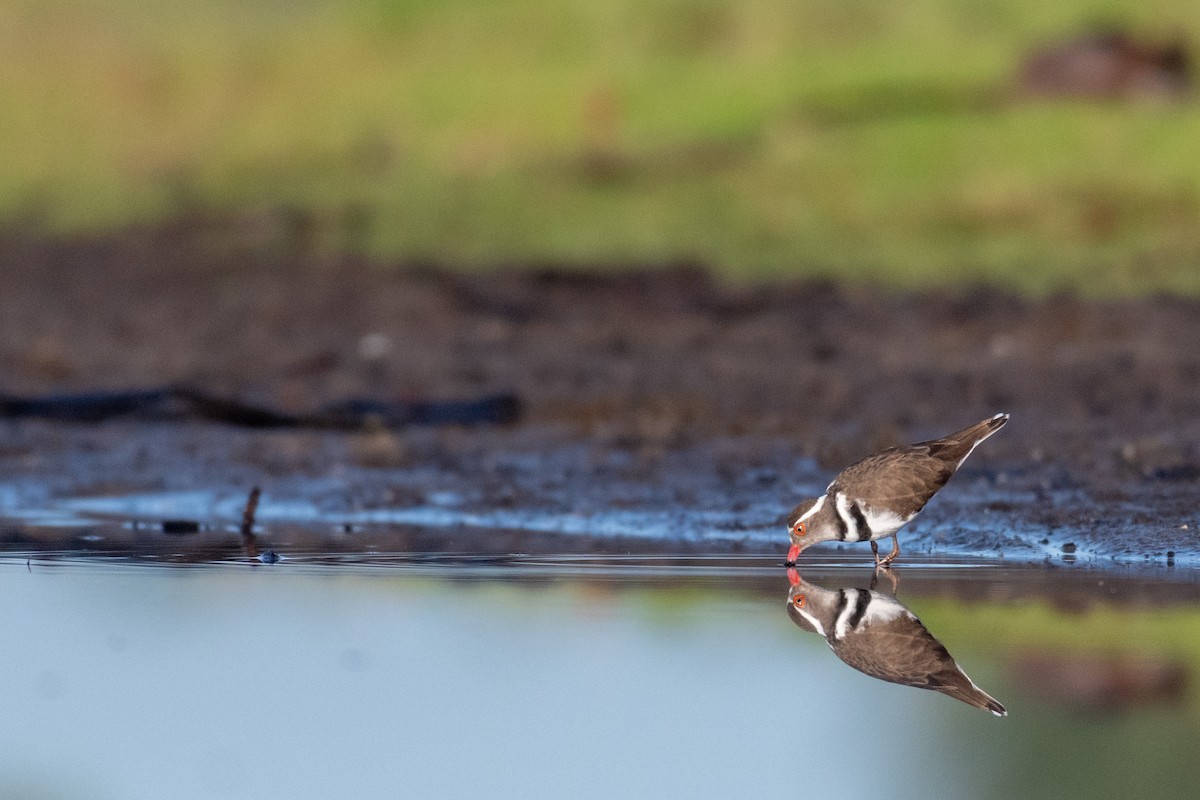Three-banded Plover - ML239710971
