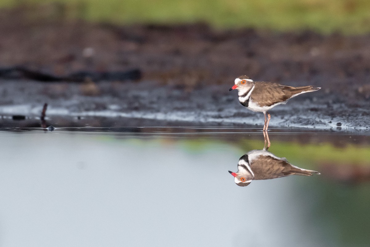 Three-banded Plover - ML239711221