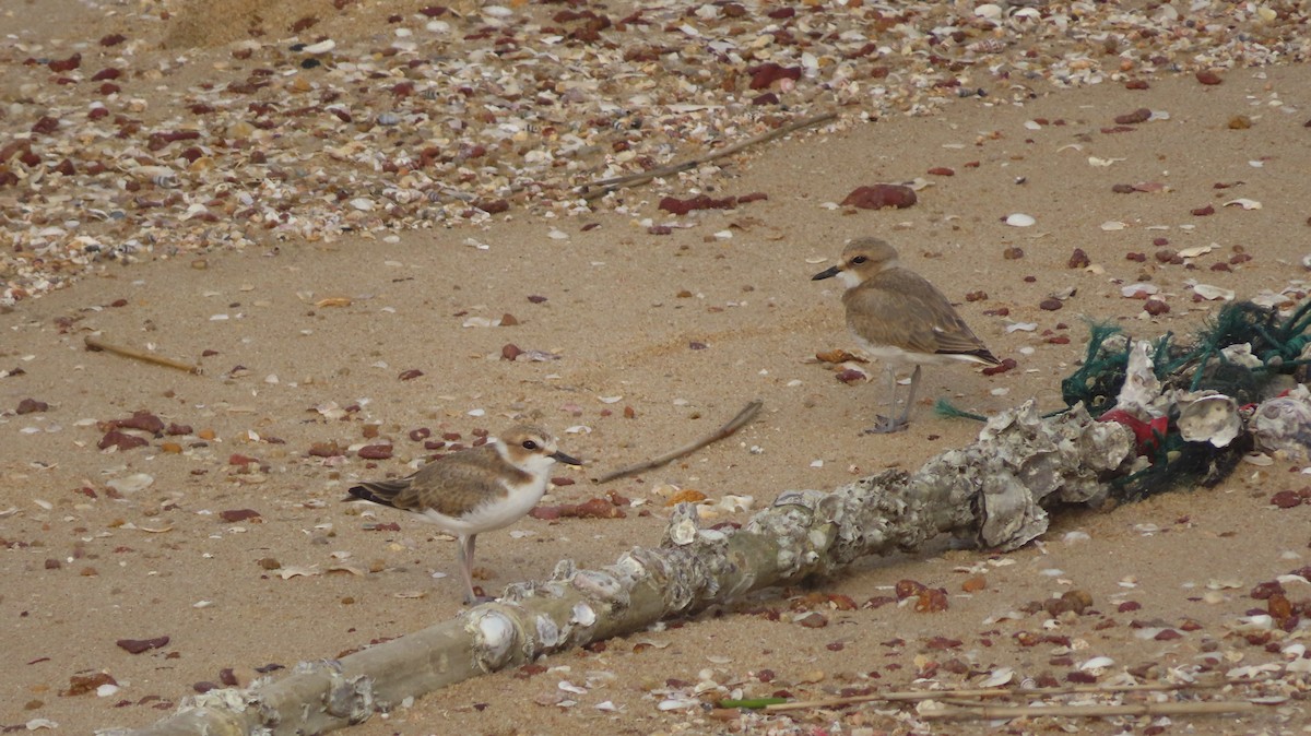 Kentish Plover - ML239711241