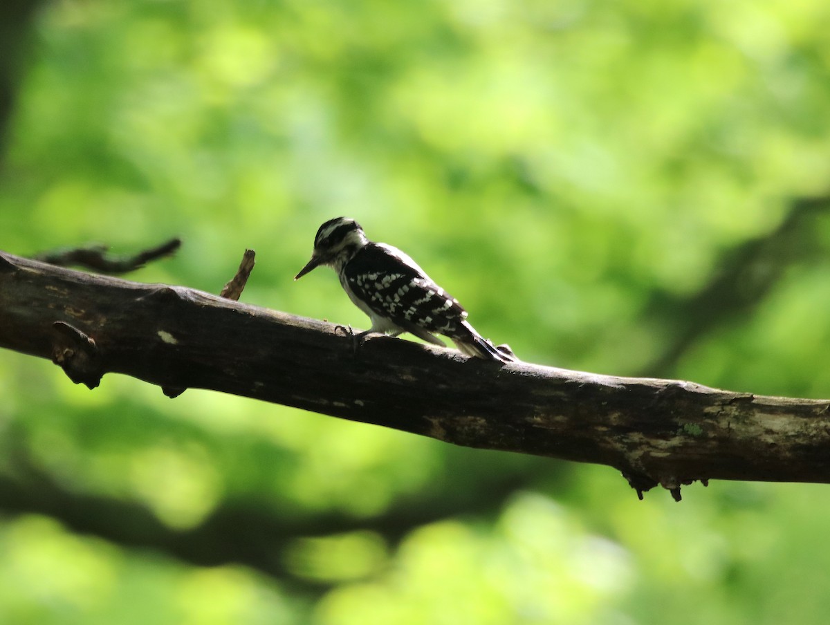 Hairy Woodpecker - ML239711371