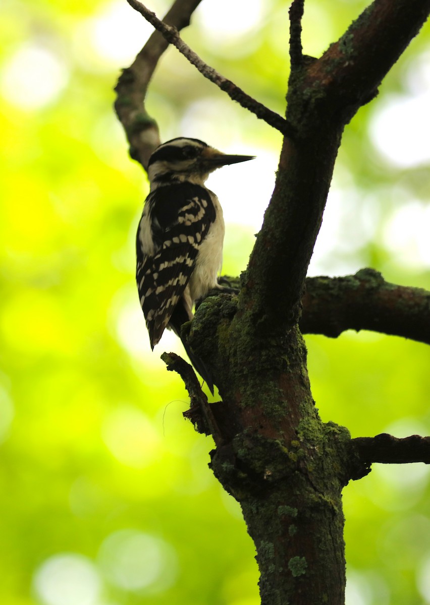 Hairy Woodpecker - ML239711391