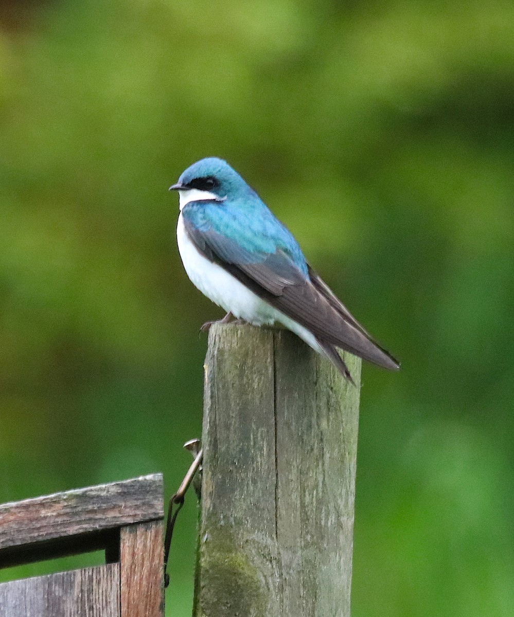 Tree Swallow - ML239711401