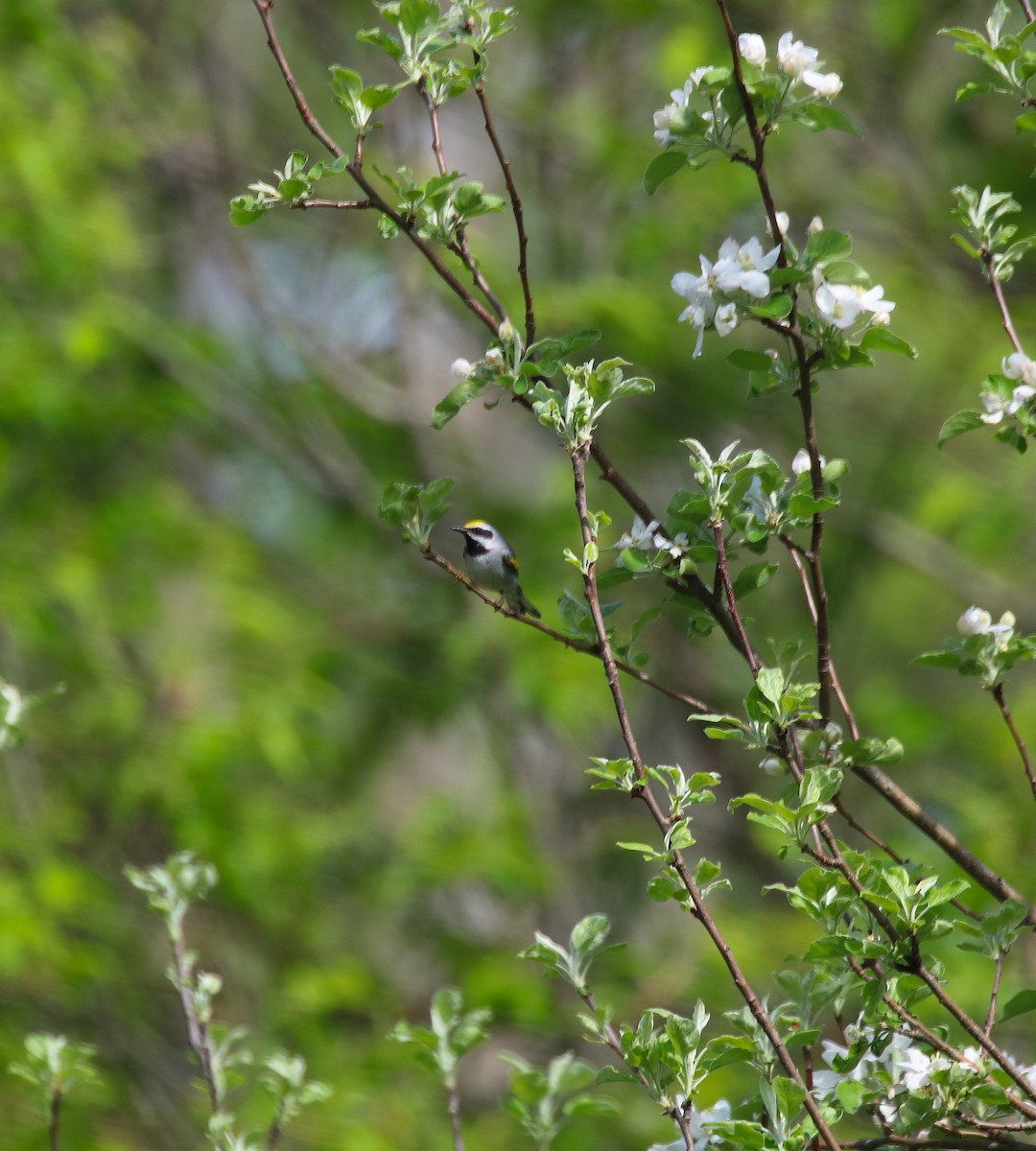 Golden-winged Warbler - ML239711541