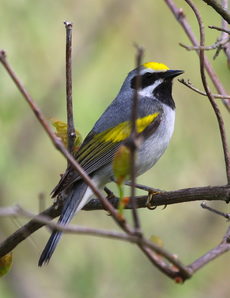 Golden-winged Warbler - ML239711571