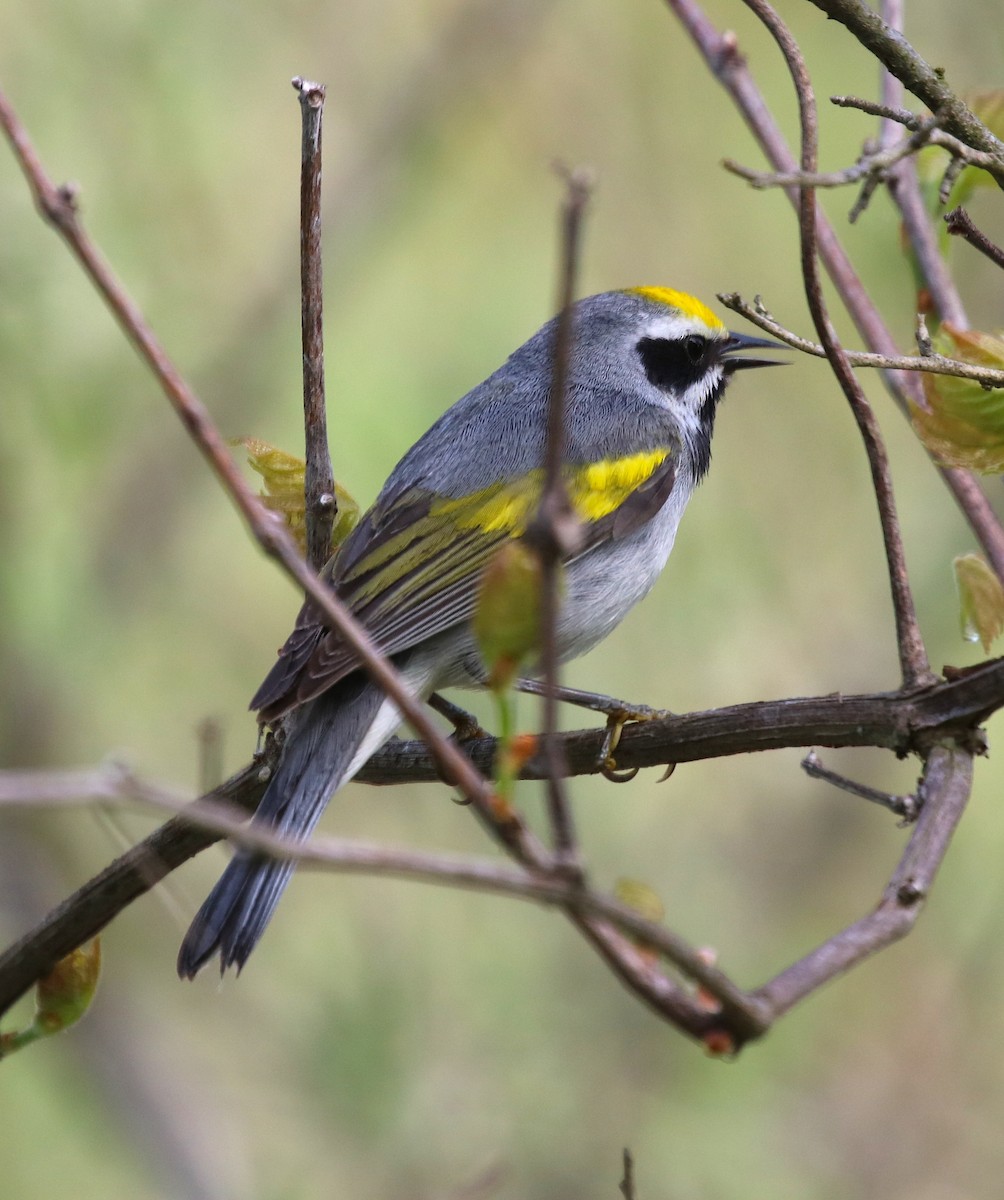 Golden-winged Warbler - ML239711581