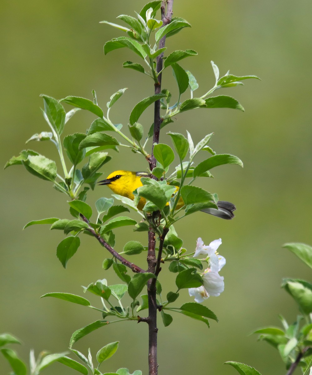 Blue-winged Warbler - ML239711611