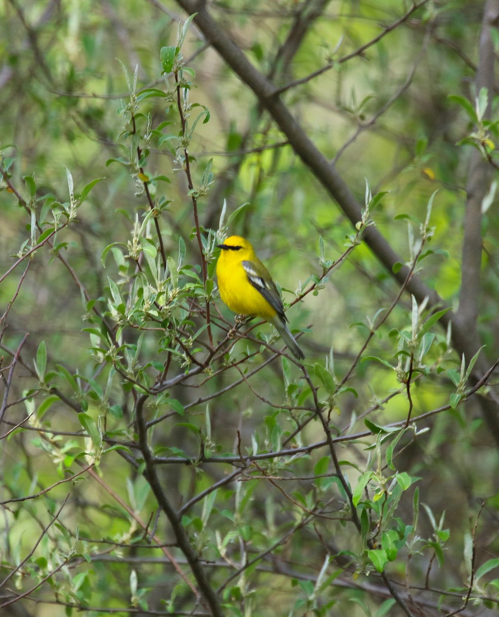 Blue-winged Warbler - ML239711651