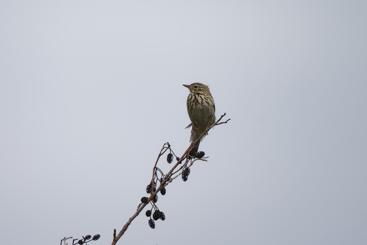 Tree Pipit - ML239712411